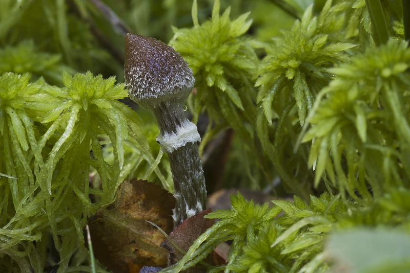Cortinarius flexipes var. flexipes